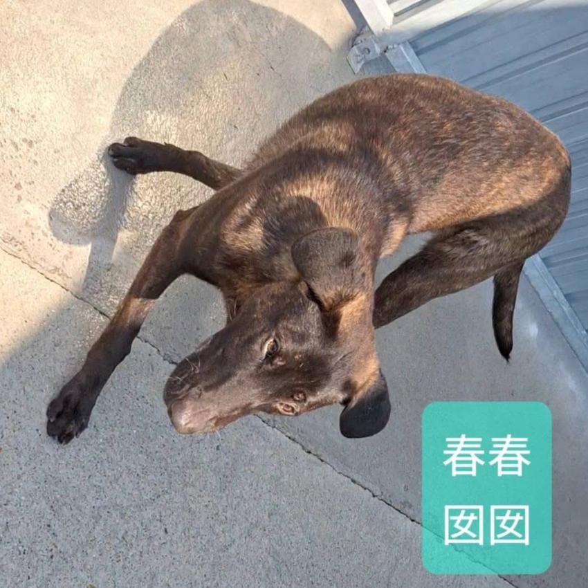 春春